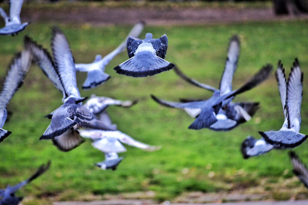 Pigeons taking flight at Sunset Park